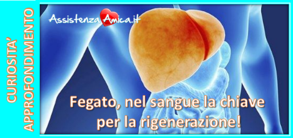 Fegato, nel sangue la chiave per la rigenerazione!